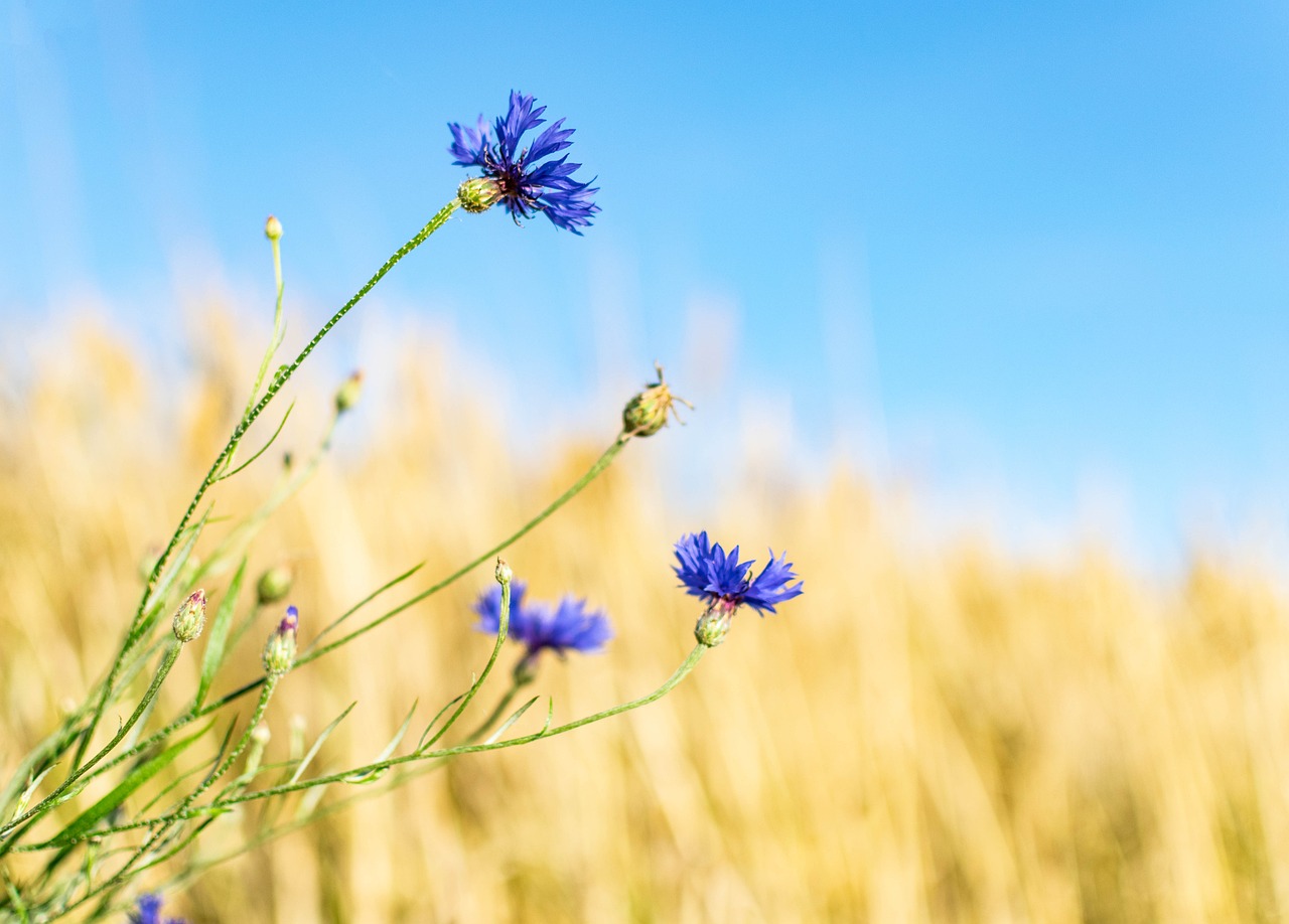 Sommer Kornblomst