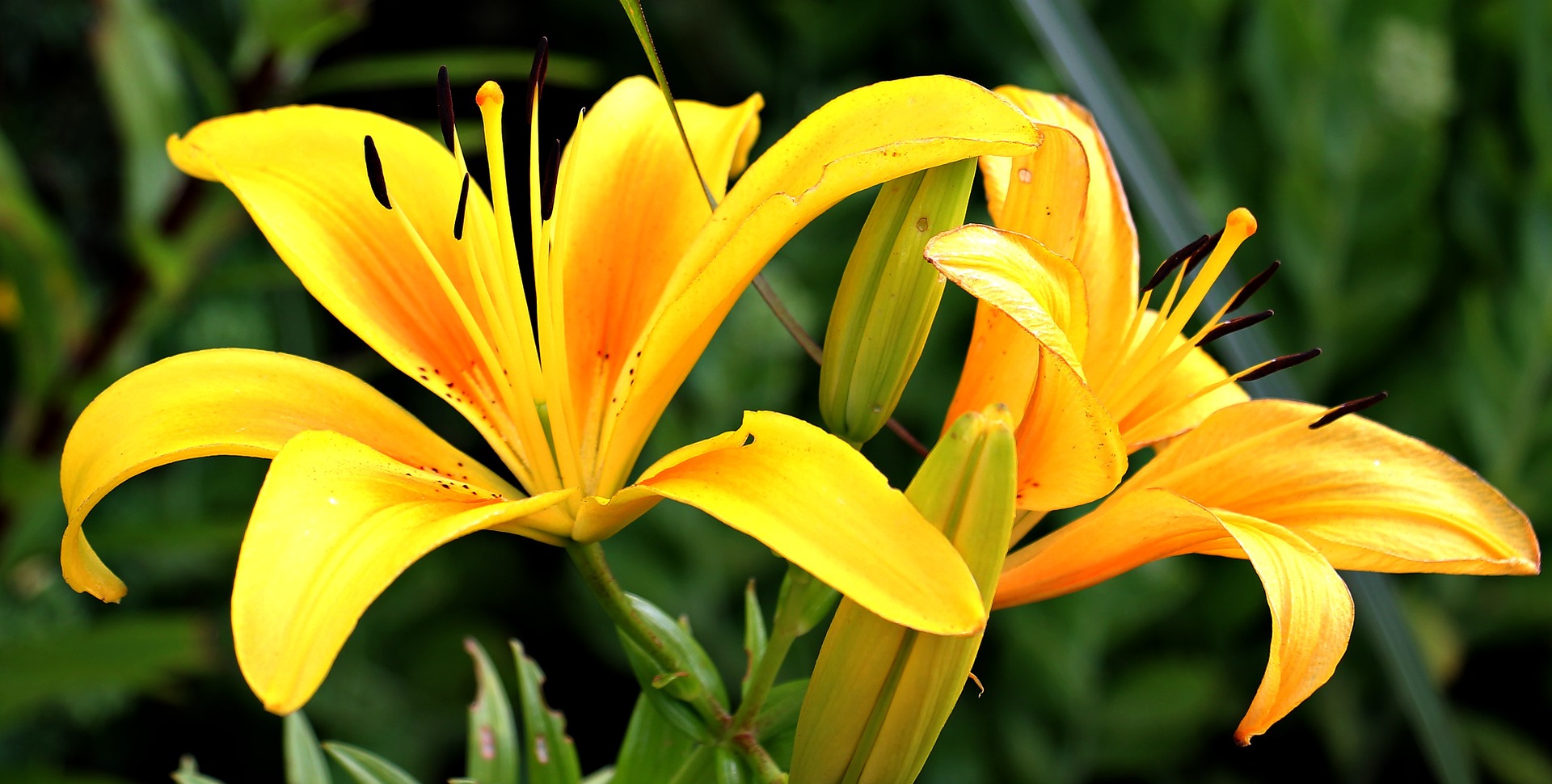 Blomster